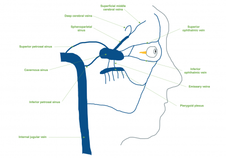 Cavernous Sinus Syndrome Eyewiki