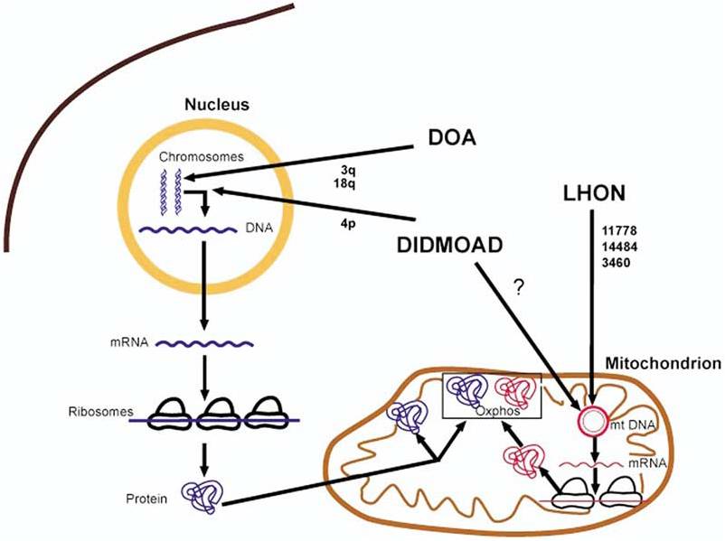 Mitochondrial ds.jpg