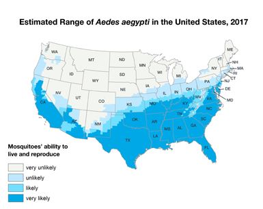 Aedes aegypti US 2017.JPG