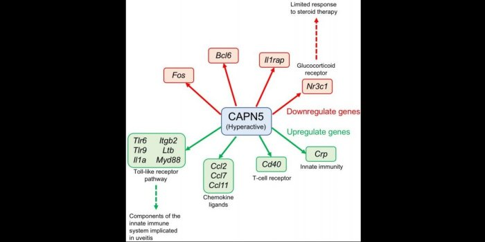 Adniv capn5 downstream.png