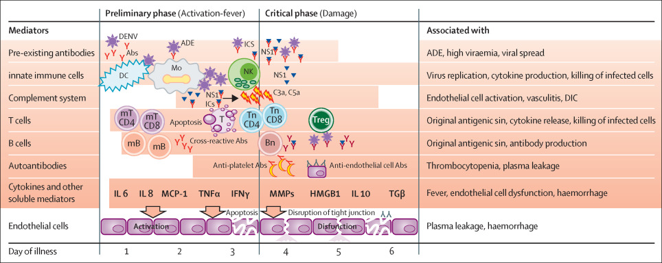 Dengue Pathophysiology.jpg