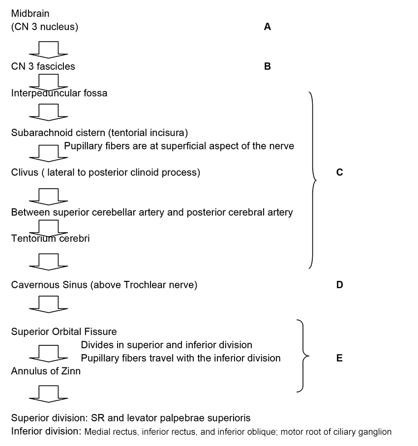 Oculomotor palsy Eyewiki-1-1--3 - update text.png