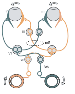 Horizontal gaze pathway.png