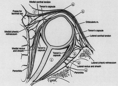 Anatomy.png