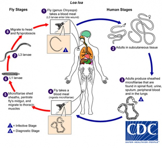 Loa loa life cycle.jpg