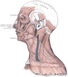 Face muscle.png