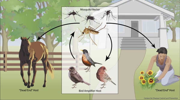 WestNile Life CDC small.jpg