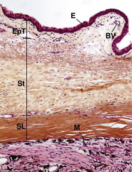 Basic Histology Of The Eye And Accessory Structures - EyeWiki