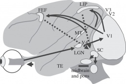 Brain circuits for saccades.jpg