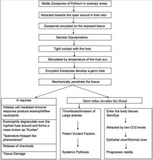 Reproduced with permission from Editor-in-Chief- Indian Journal of Ophthalmology Source- Gurnani B, Kaur K, Venugopal A, Srinivasan B, Bagga B, Iyer G, Christy J, Prajna L, Vanathi M, Garg P, Narayana S, Agarwal S, Sahu S. Pythium insidiosum keratitis - A review. Indian J Ophthalmol. 2022 Apr;70(4):1107-1120. doi: 10.4103/ijo.IJO_1534_21. PMID: 35325996; PMCID: PMC9240499.