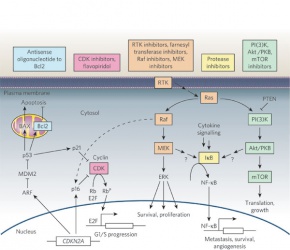 Reprinted by permission from Macmillan Publishers Ltd: Gray-Schopfer et al. Melanoma biology and new targeted therapy. Nature 445, 851-857(22 February 2007).