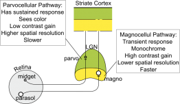 Magnocellular Parvocellular Pathways.png