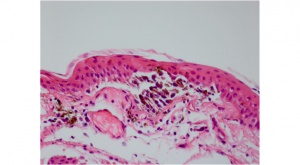 Fig. 2B - conj PAM path 1.jpg